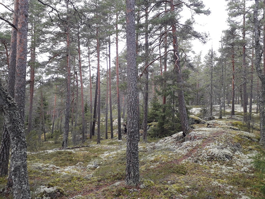 Saukonpolku 2, Huhkaniemi, Uron tila, vaellus, m&ouml;kki, vuokraus, m&ouml;kkivuokraus, huvila, marjastus, natura